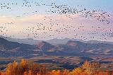 Cloud of Snow Geese_72751